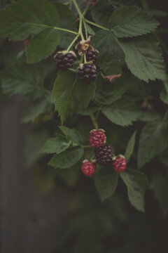Fall bloom and harvest in an organic garden in Ventura, California.