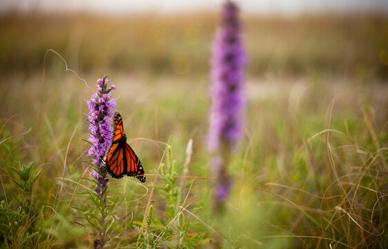 A monarch butterfly pauses on its migration to Mexico to feed from native plants in Tallgrass Prairie National Preserve, Kansas.