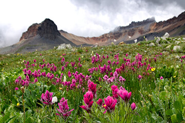 Indian Paintbrush in full bloom along the Ice Lakes Trail in Colorado.