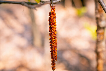 Alder earrings on an old dry tree.