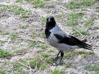 Beautiful black raven in the nature