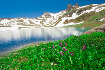 Ice lake Basin, CO: Purple wildflowers bloom in a meadow along side Ice Lake