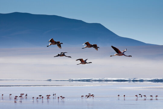 A small flock of pink Andean flamingos take flight above the high-altitude Laguna Colorada in the Sud Lipez region of southwestern Bolivia.