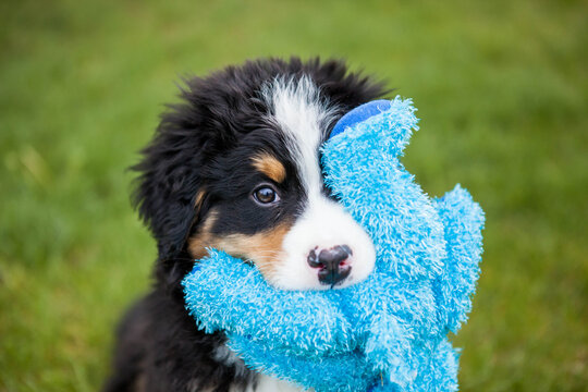Bernese Mountain Dog puppy playing and holding blue stuffed toy in mouth,