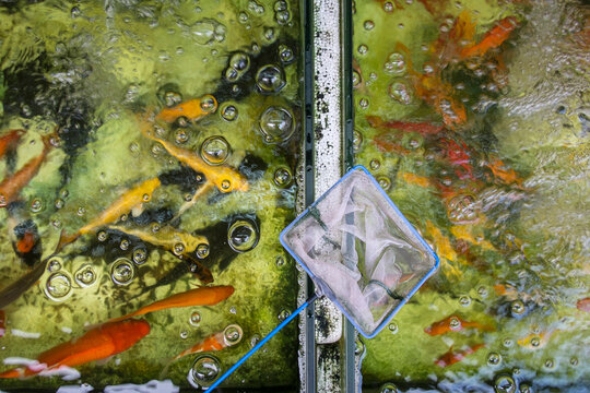 Goldfish in Hong Kong market place. China.