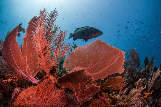 Grouper swimming above spectacular coral reefs at Jardines de la Reina, Cuba.