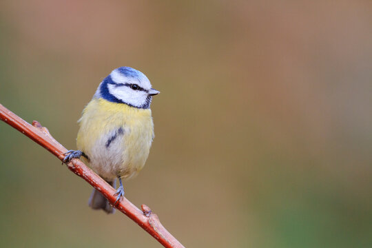 Blue Tit (Cyanistes caeruleus) perched on branch. Barcelona. Catalonia. Spain.