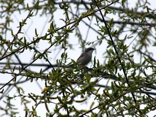 Small bird sitting in the branches