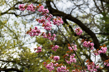 Big purple pink Daphne mezereum in the wind