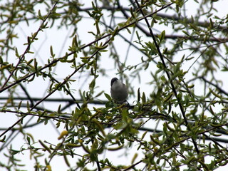 Small bird sitting in the branches