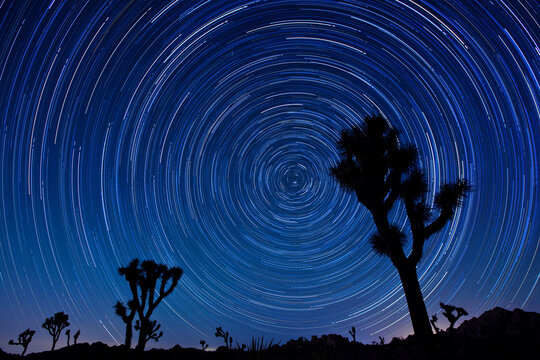 Joshua trees and star trails in the Joshua Tree National Park in California.