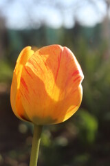 Spring beautiful flowers tulips close-up.