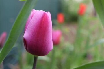 Spring beautiful flowers tulips close-up.