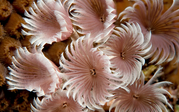 Feather duster tube worms.