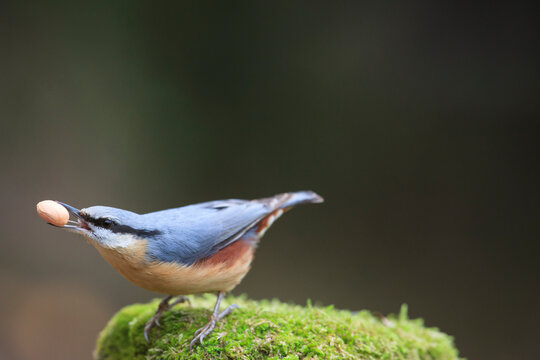 Eurasian Nuthatch (Sitta europaea) on mossy dead wood with peanut in the beak. Catalonia. Spain.