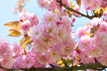 Spring blooming sakura tree with beautiful pink flowers. Japanese cherry 