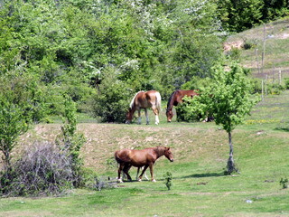 Naklejka na ściany i meble Relaxing scenery with horses in Domlyan dam