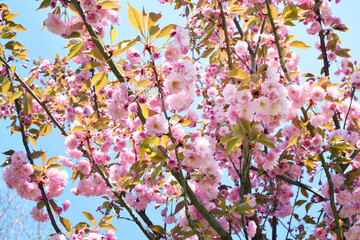 Spring blooming sakura tree with beautiful pink flowers. Japanese cherry 