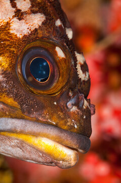 Underwater portrait of a gopher rockfish, Sebastes carnatus, taken while SCUBA diving at Point Lobos State Reserve in central California.