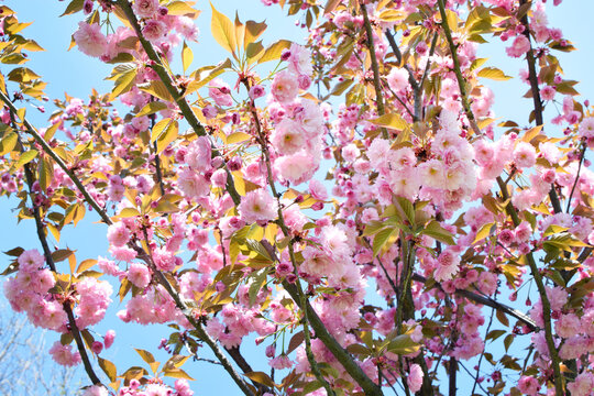 Spring blooming sakura tree with beautiful pink flowers. Japanese cherry "Kanzan", Prunus serrulata Kanzan