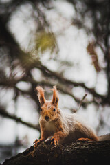 squirrel in the woods