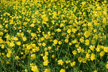 Bright yellow flowers of buttercups on a green meadow. Ranunculus acris, medicinal plant.