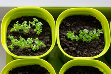 Planting seedlings indoors. Homemade arugula, radish, basil in plastic pots. Healthy organic food concept. Gardening on a balcony or greenhouse in early spring. Close-up. Flat lay.
