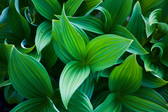 Corn lilies (Veratrum sp.) on the Hidden Lake Trail, Mount Baker-Snoqualmie National Forest, Washington.