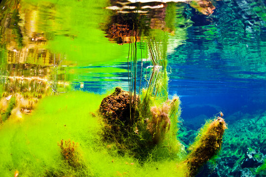 Cenotes in the Riviera Maya, Yucatan Peninsula, Mexico.