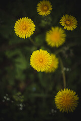 yellow dandelion flower