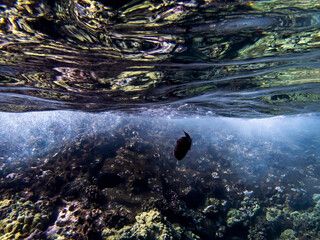 Reef and Fish Reflected in Ocean Surface from Underwater - 432035244