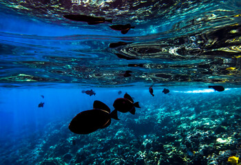 Conceptual Reflection of Reef and Fish in Surface of Sea From Underwater - 432035269