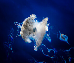 Glowing White Crown Jellyfish on Deep Blue Water Background - 432035280