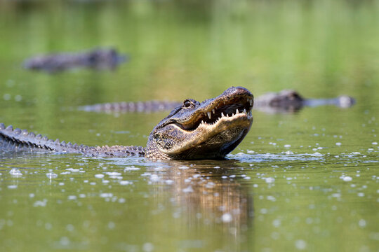 An American Alligator (Alligator mississippiensis) feeds on fish in a shrinking pool in Big Cypress National Preserve.