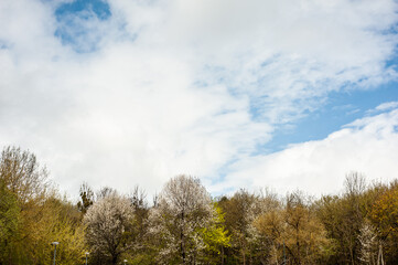 Sky above the spring trees in the forest