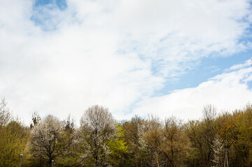 Sky above the spring trees in the forest