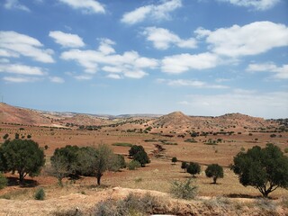 desert shrubs under a blue sky