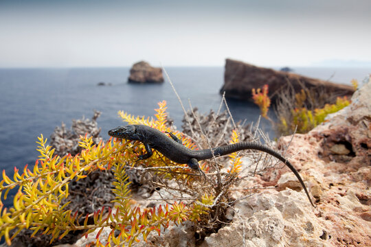 A black lizard on Bleda Plana perches on a small plant. No one knows why the lizards on this small island are all black.