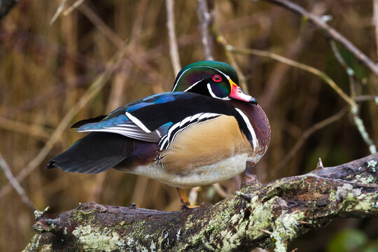 A wood duck rests on a log in the George C. Reifel Bird Sanctuary in , British Columbia, Canada.