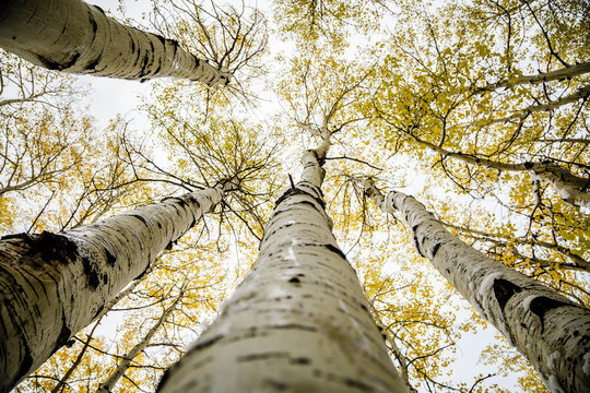 Yellowing leaves of an aspen trees outside Indian Creek, Utah