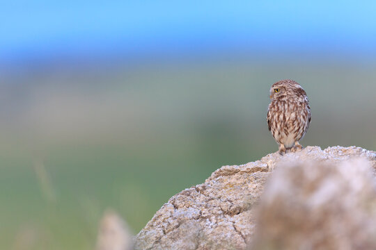 Little Owl (Athene noctua) perched on stones. Lleida province. Catalonia. Spain.
