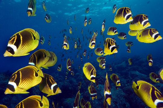 A school of raccoon butterflyfish in Hawaii.