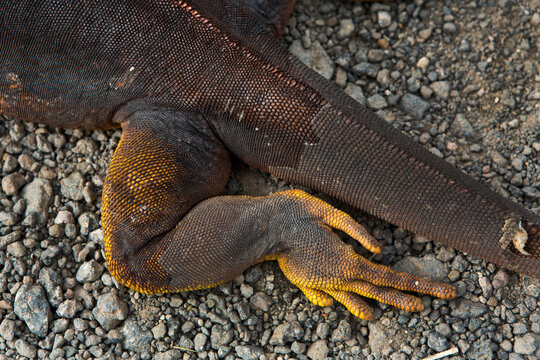 The foot of a land Iguana. Galapagos Islands, Ecuador