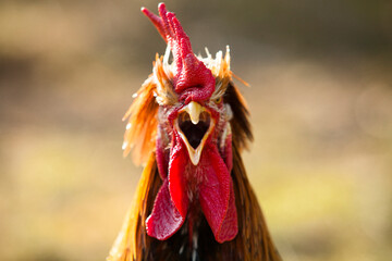 A rooster crowing in the Texas hill country in Johnson City Texas.