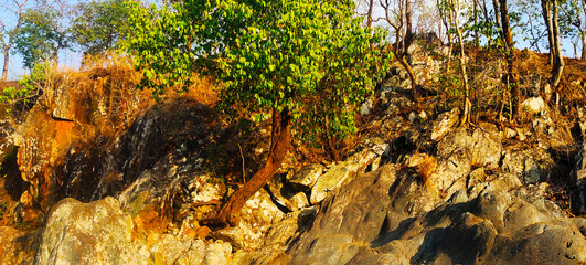 Tree on Rock
