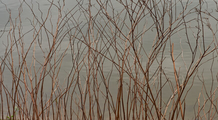 branches at the lake