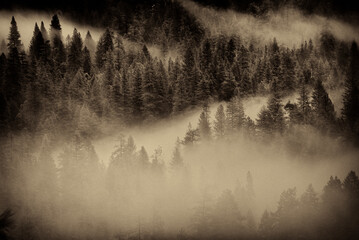Fog settles in the Valley floor in Yosemite National Park, California.