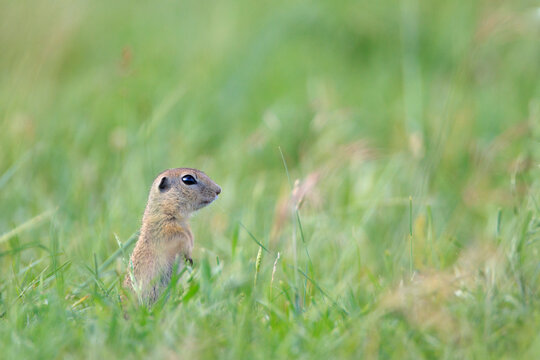 European Ground Squirrel (Spermophilus citellus). Central Balkan National Park. Bulgaria.