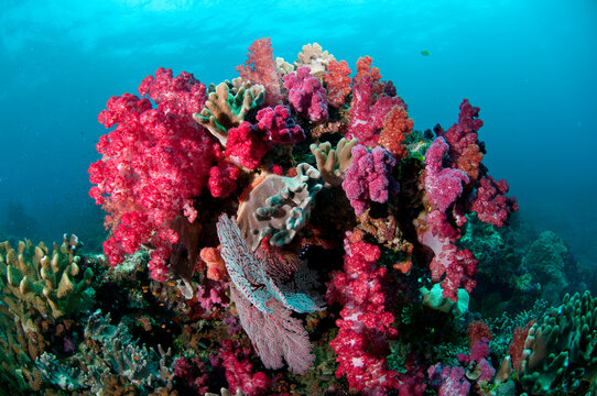 Soft corals on the reefs of Fiji.