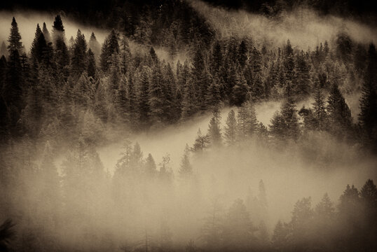 Fog settles in the Valley floor in Yosemite National Park, California.
